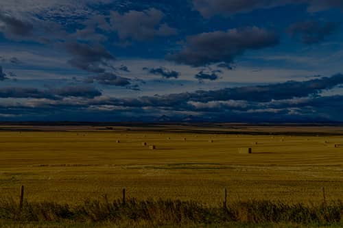 CAPS Community, Prairie Shield chapter; wheat fields with cloudy blue sky